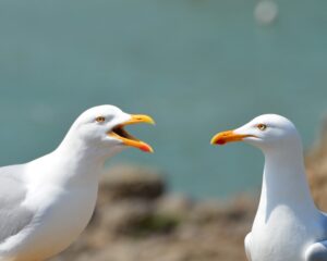 Inselpost borkum